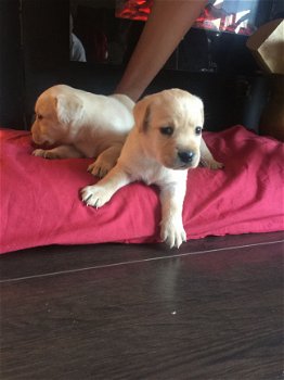 Labrador Puppies - 1