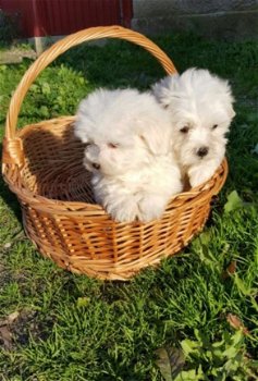 Maltese Puppies - 1