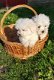 Maltese Puppies - 1 - Thumbnail