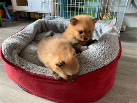 Pomeranian Puppies - 1