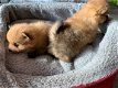 Pomeranian Puppies - 2 - Thumbnail