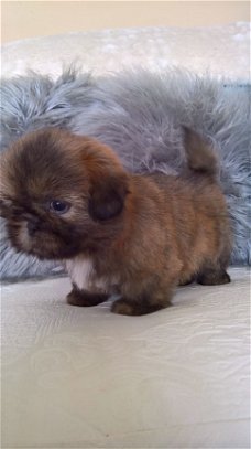 shih-tzu Puppies