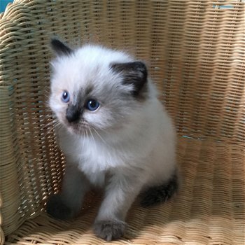 Ragdoll kittens - 1