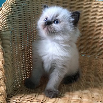 Ragdoll kittens - 2