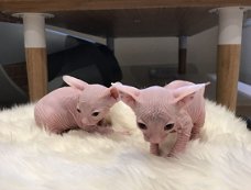 Sphynx kittens