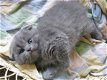 Schotse vouwen kittens - 1 - Thumbnail