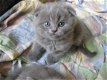 Schotse vouwen kittens - 2 - Thumbnail