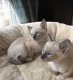 Thaise kittens - 1 - Thumbnail