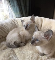 Thaise kittens