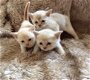 Aziatische kittens - 1 - Thumbnail