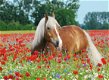 Ravensburger - Paard tussen de Klaprozen - 500 Stukjes Nieuw - 1 - Thumbnail