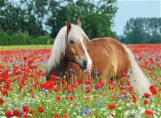 Ravensburger - Paard tussen de Klaprozen - 500 Stukjes Nieuw