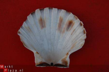 #2 Pecten Schelp - 1