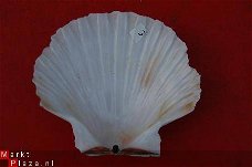 #3 Pecten Schelp