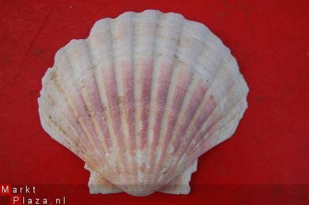 #4 Pecten Schelp - 1