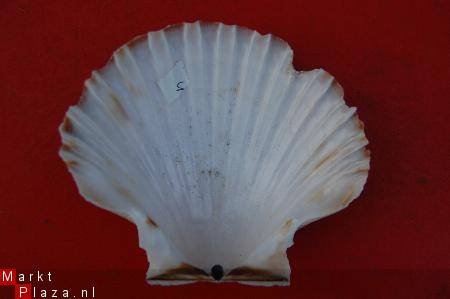 #4 Pecten Schelp - 1