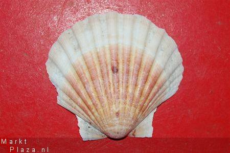 #5 Pecten Schelp - 1