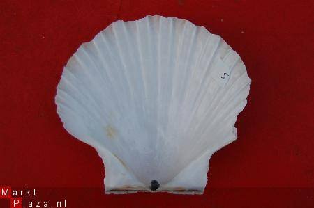 #5 Pecten Schelp - 1