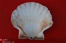 #7 Pecten Schelp