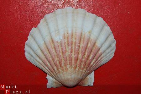 #8 Pecten Schelp - 1