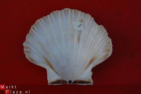 #8 Pecten Schelp - 1