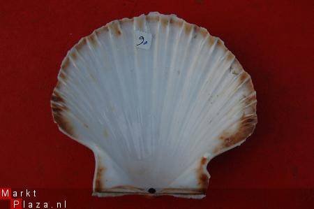 #9 Pecten Schelp - 1