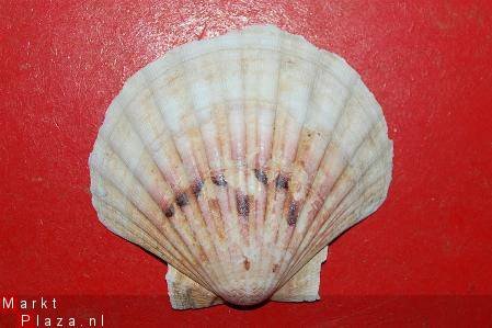 #10 Pecten Schelp - 1