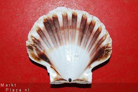 #10 Pecten Schelp - 1