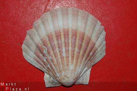 #12 Pecten Schelp - 1