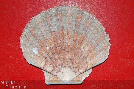 #13 Pecten Schelp - 1