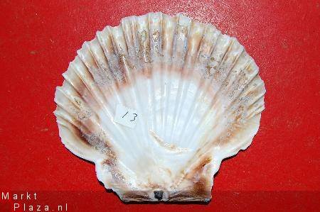 #13 Pecten Schelp - 1