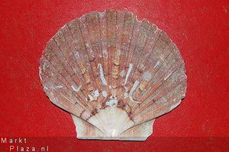 #15 Pecten Schelp - 1