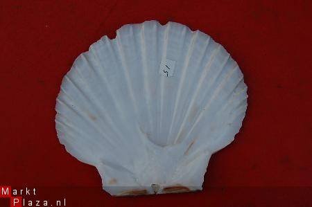 #15 Pecten Schelp - 1