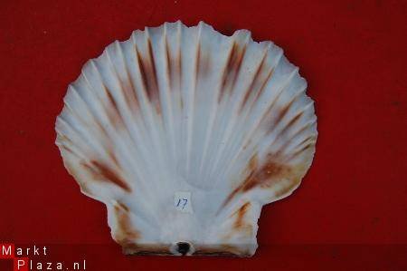 #17 Pecten Schelp - 1