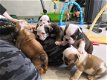 Engelse bulldog pups met FCI stamboom. - 1 - Thumbnail