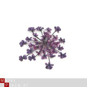 Purple Droog bloemen Paars dried flower gel acryl nail art - 1