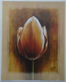 POSTER 25x20 cm TULIP I Mish-mash NIEUW