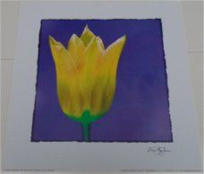 POSTER 33x33 cm COLOURFUL TULP II NIEUW