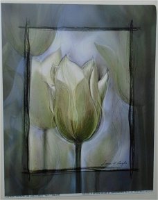 POSTER 25x20 cm TULIP I NIEUW