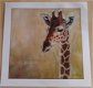 POSTER GIRAFFE 50 x 50 cm NIEUW - 1 - Thumbnail