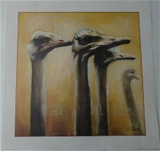 POSTER STRUISVOGEL II 50 x 50 cm NIEUW.  Ostrich II