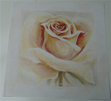 POSTER ROSE I 50 x 50 cm NIEUW - 1