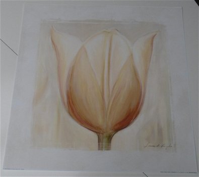 POSTER TULP 1 50 x 50 cm NIEUW - 1