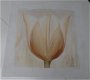 POSTER TULP 1 50 x 50 cm NIEUW - 1 - Thumbnail