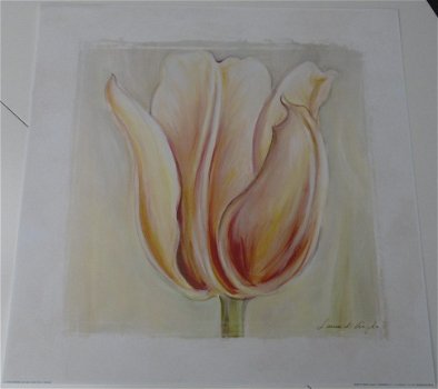 POSTER TULP 2 50 x 50 cm NIEUW - 1