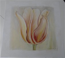 POSTER TULP 2 50 x 50 cm NIEUW