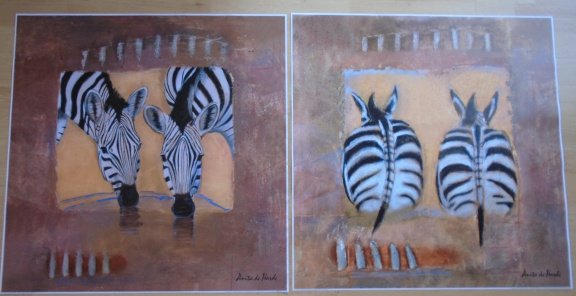 POSTERS ZEBRA SERIE 2 DLG 60 x 60 cm NIEUW - 1