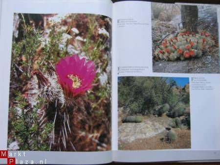 Cactussen; De woestijn bloeit - 2