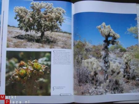 Cactussen; De woestijn bloeit - 3