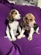 Mooie Beagle Puppies - 2 - Thumbnail